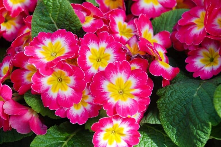 Primrose Flowers Types and How to Grow and Care for Beginners