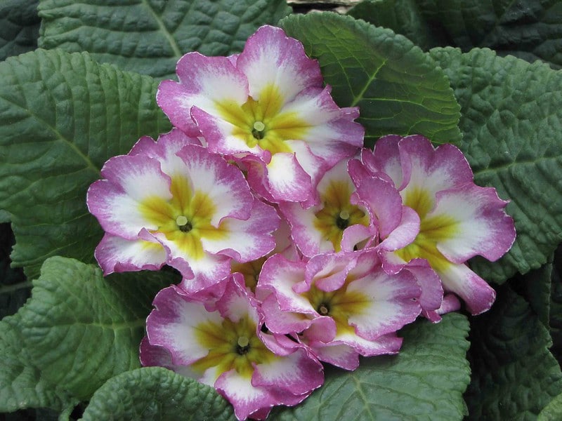 Primrose Flowers Types And How To Grow And Care For Beginners Florgeous