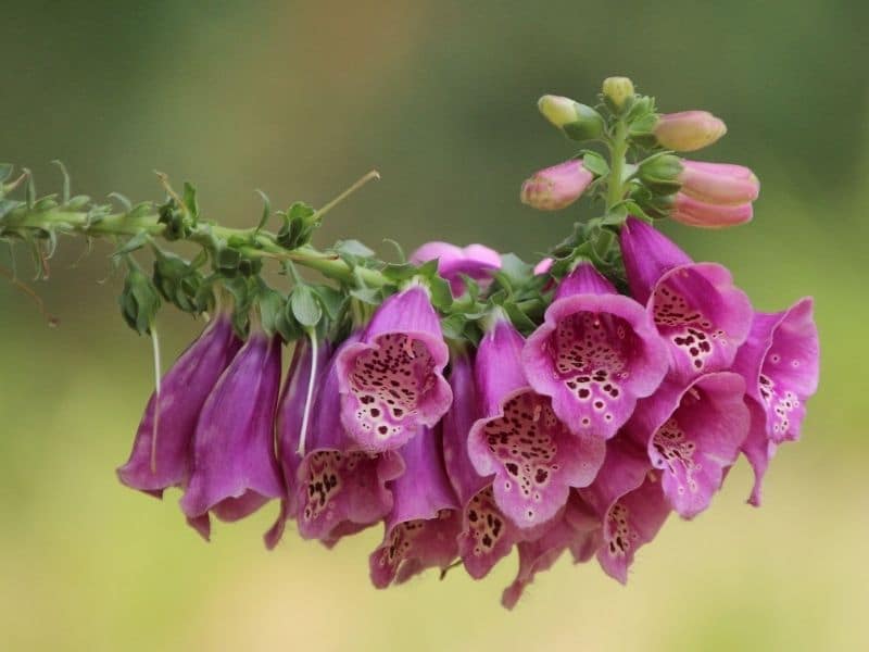 purple foxglove flowers