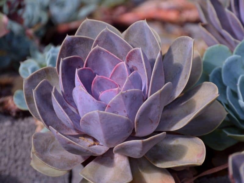 purple rosette succulent