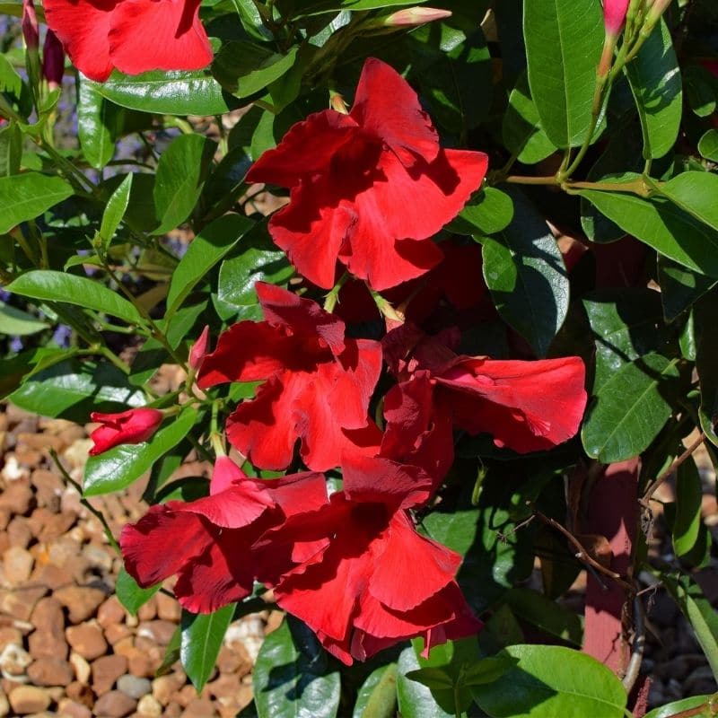 red mandevilla vine flower