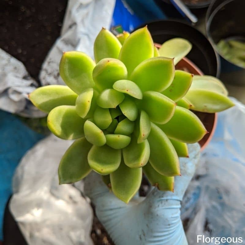 replant succulents