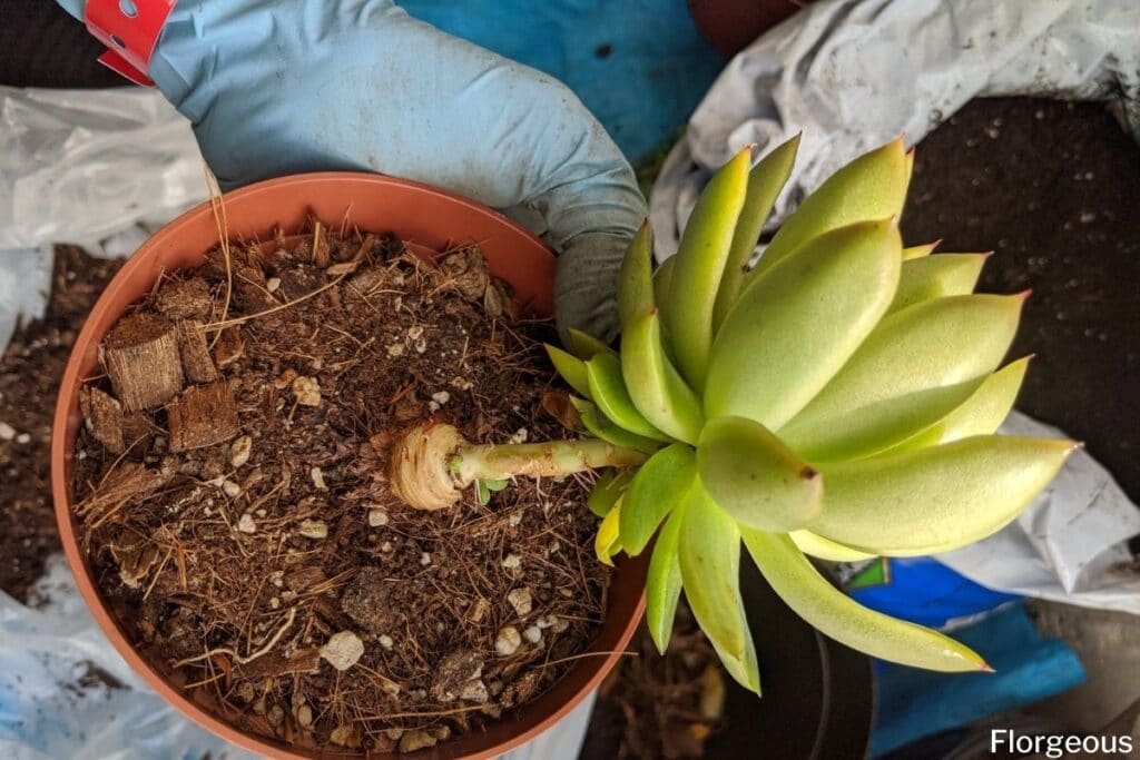 repotting succulents