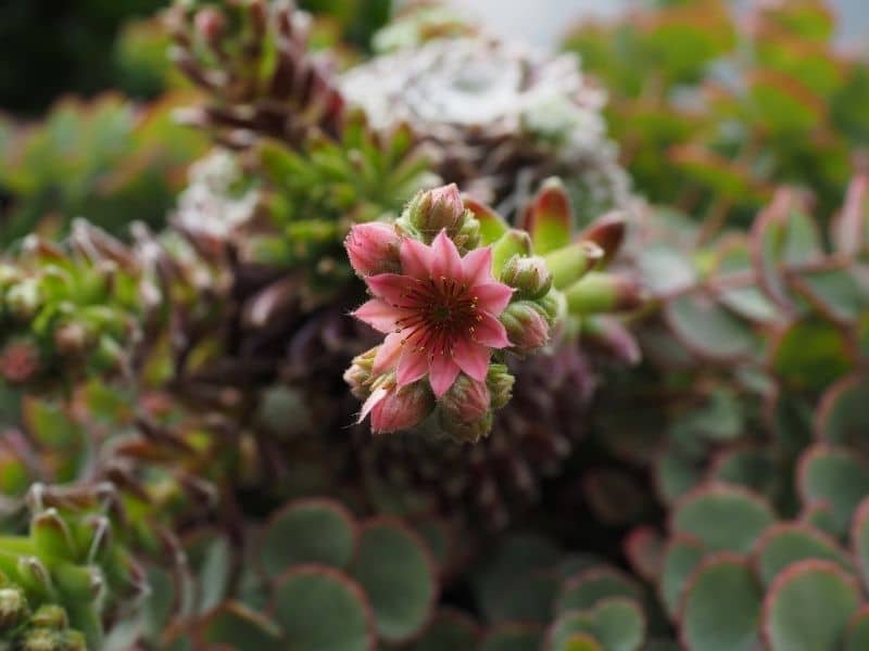 rosette succulent with flower