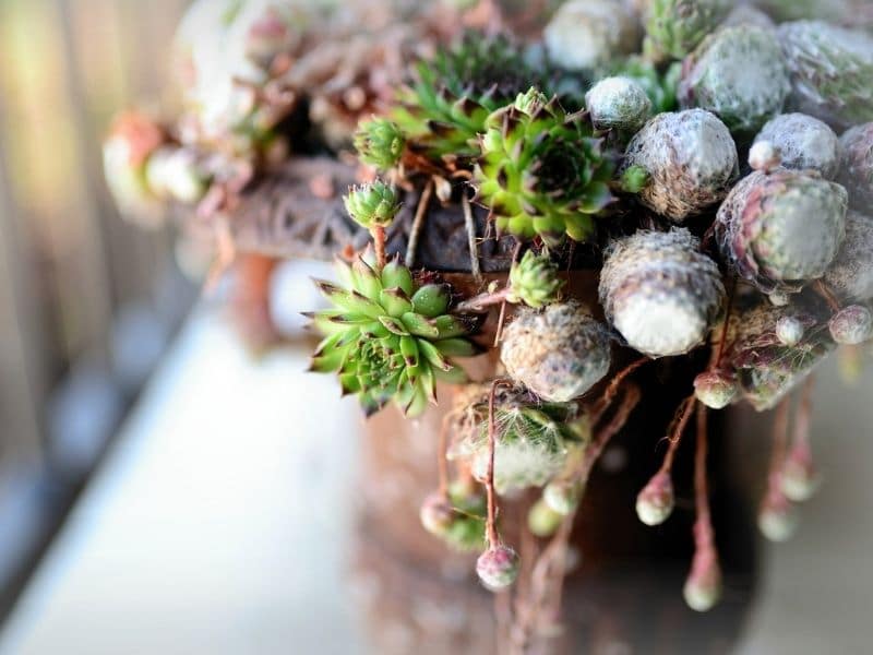 sempervivum arachnoideum