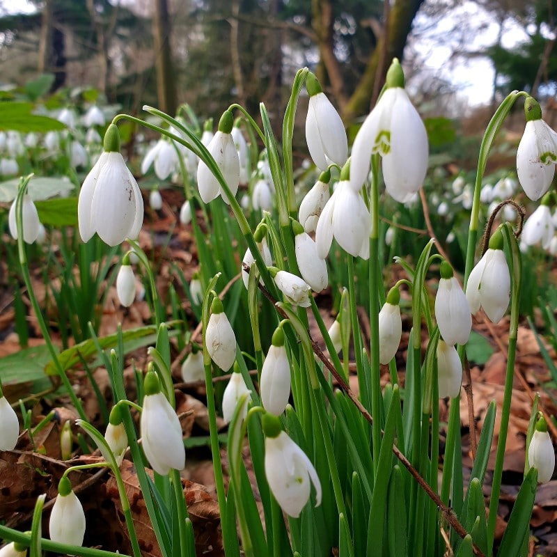 snowdrop plant