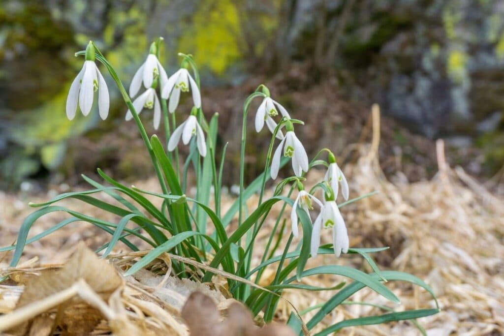 Snowdrop Flowers Plant Types How To Grow And Care Florgeous