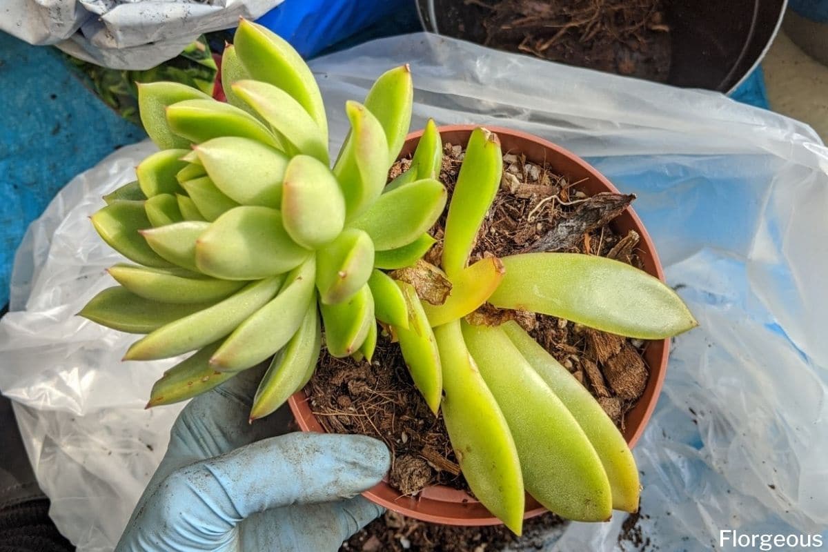 How to Grow and Care for Succulents: A Complete Beginner s Guide