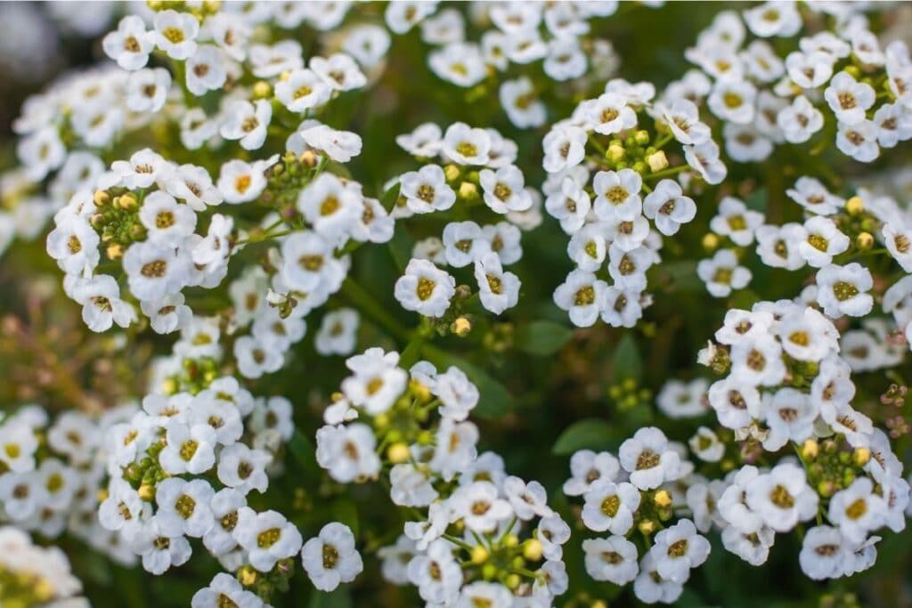 Sweet Alyssum Flower Types How To Grow And Care For Beginners Florgeous