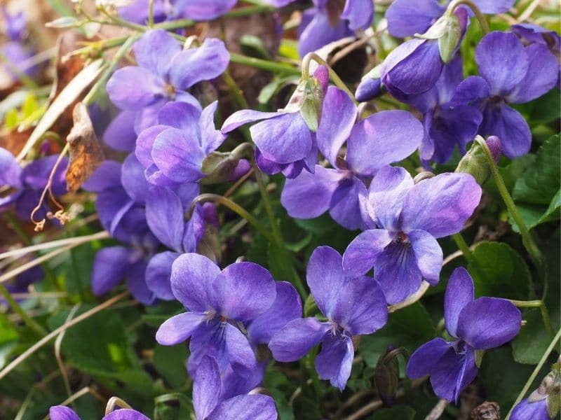 Viola tricolor (Come-and-Cuddle-Me, Heart's Delight, Heartsease, Heart's  Ease, Jack-Jump-Up-and-Kiss-Me, Johnny Jump Up, Johnny Jump-Up, Johnny-Jump  Up, Love-in-Idleness, Pansies, Pansy, Perennial Viola, Tickle-My-Fancy,  Violets, Wild Pansy)