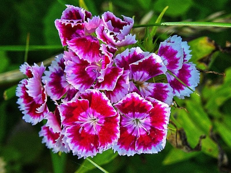 sweet william