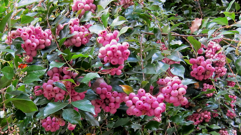 syzygium smithii