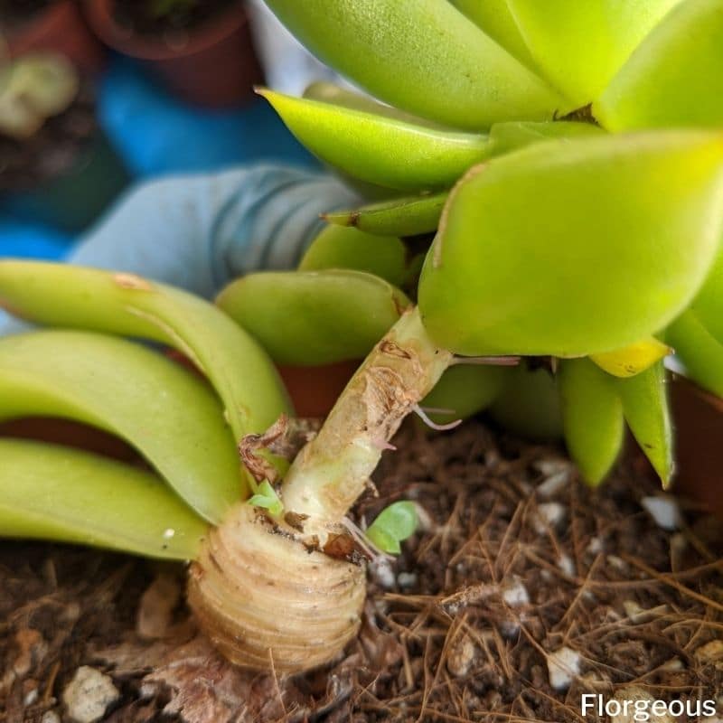 transplanting succulents