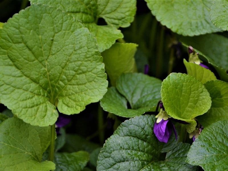 Viola tricolor (Come-and-Cuddle-Me, Heart's Delight, Heartsease