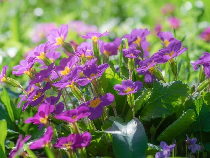 violet primrose flowers