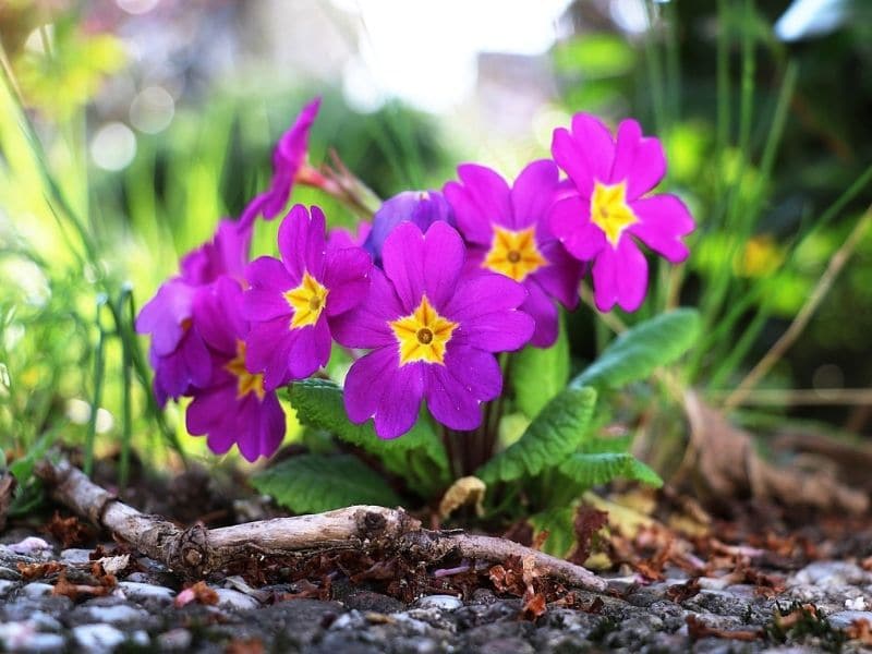 violet primrose