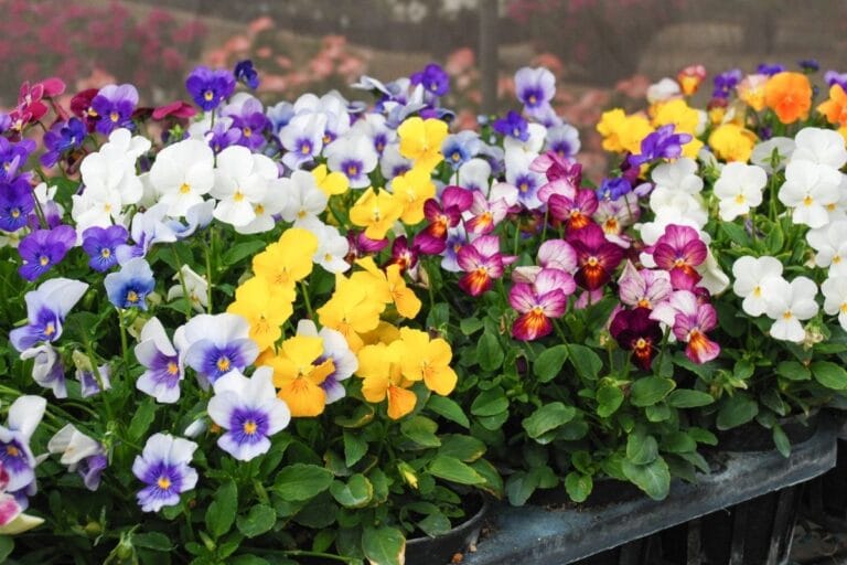 Violet (Viola) Flowers Types, How to Grow and Care