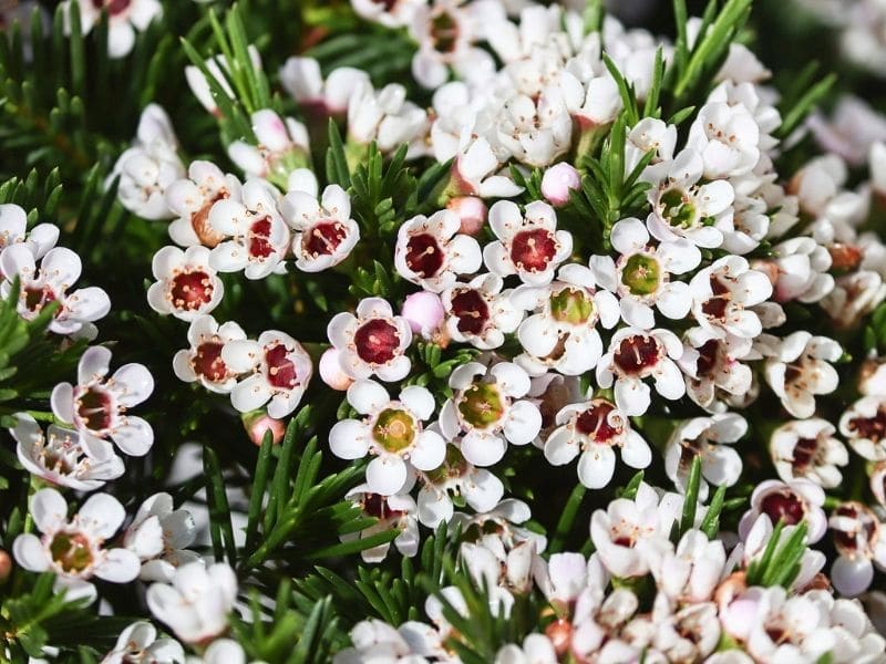 waxflower chamelaucium