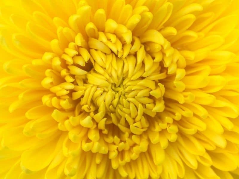 yellow chrysanthemum