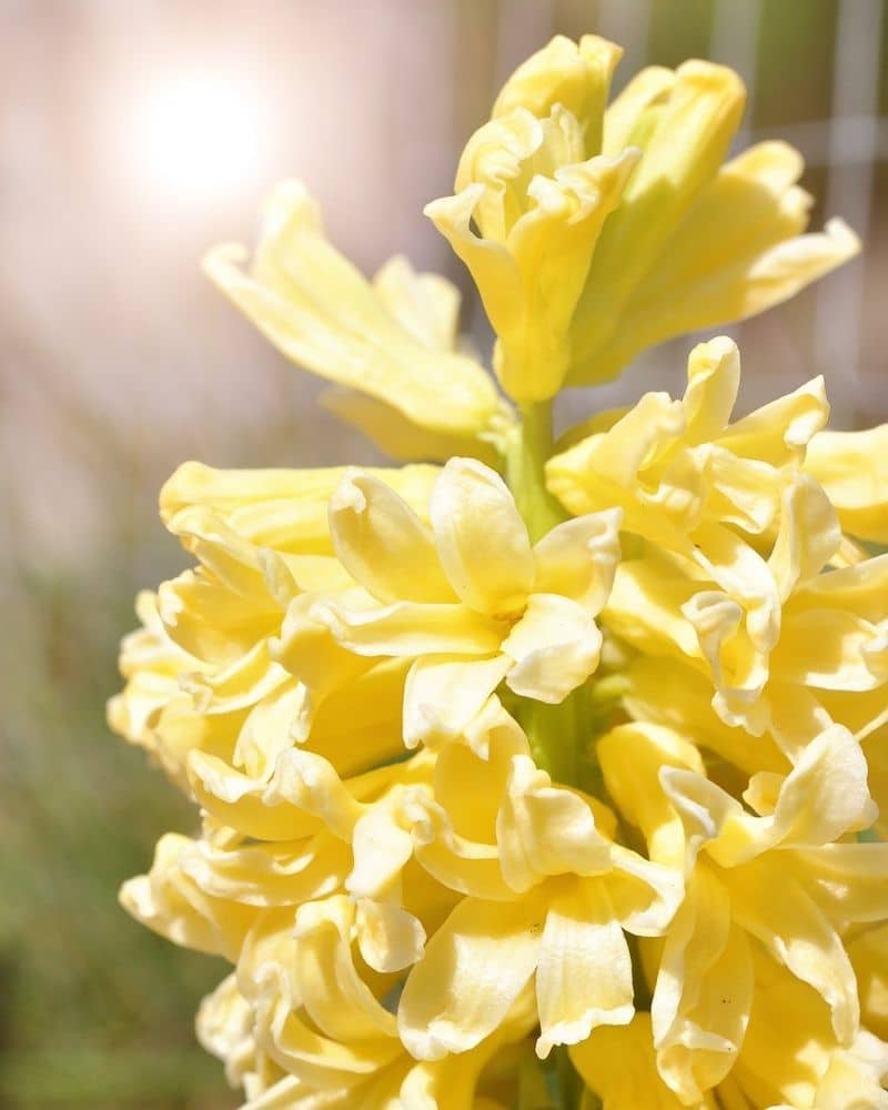 yellow dutch hyacinth