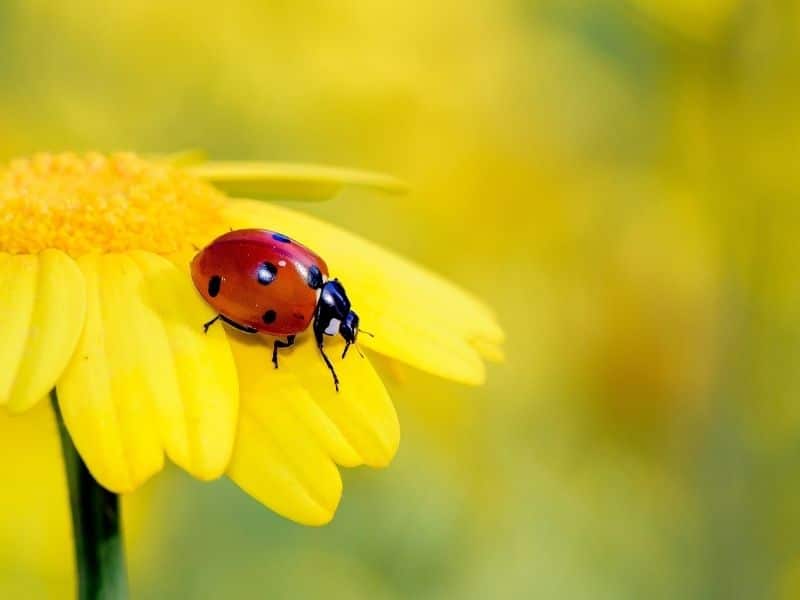 yellow flower with ladybug