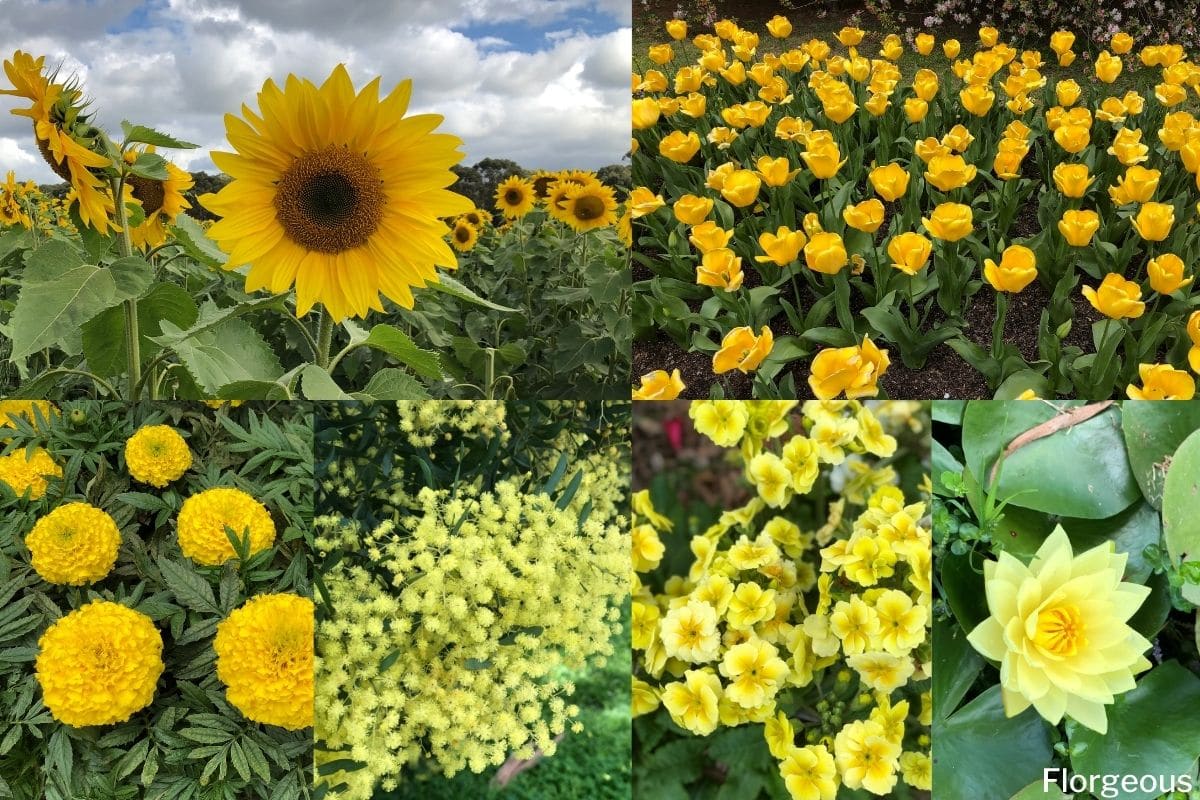 yellow bouquet