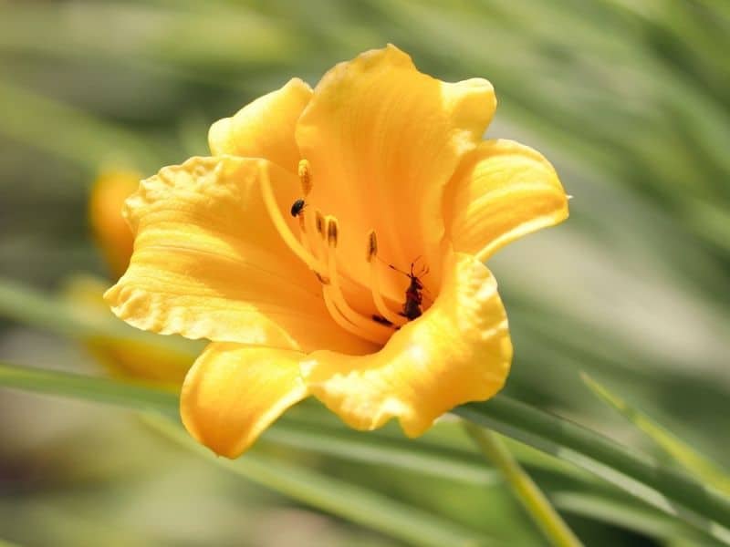 yellow freesia