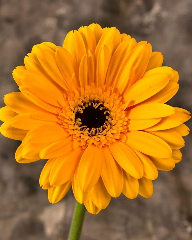 yellow gerbera daisy