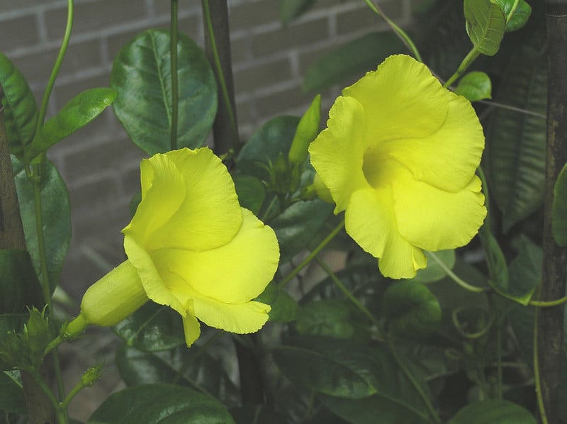 yellow mandevilla flower