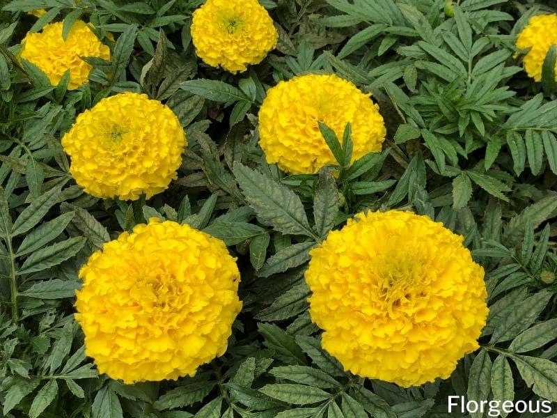 желтые цветки календулы