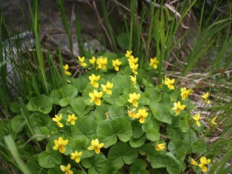 yellow wood violet