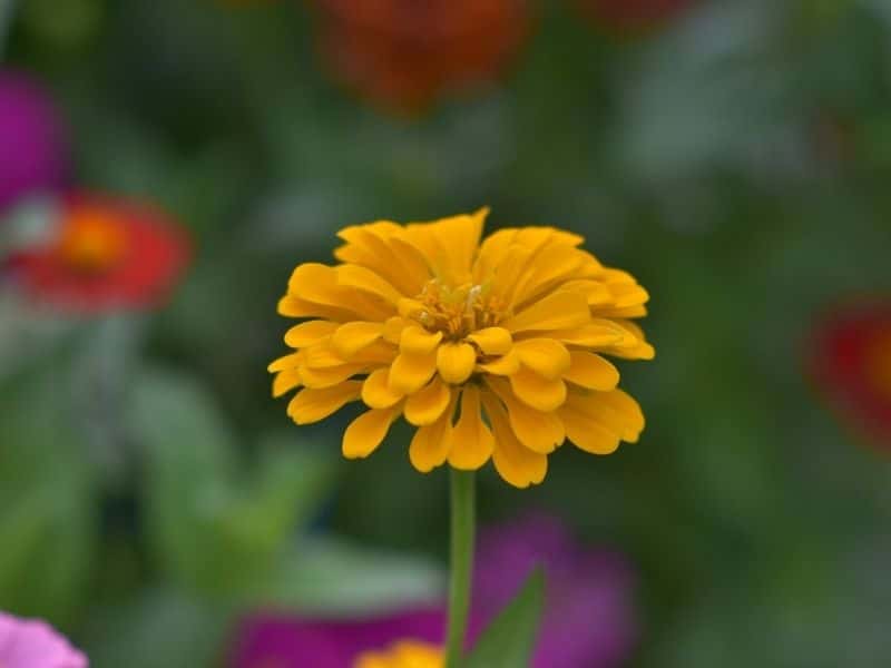 yellow zinnia