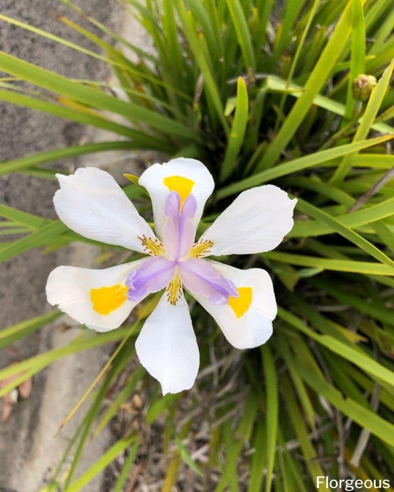 African iris