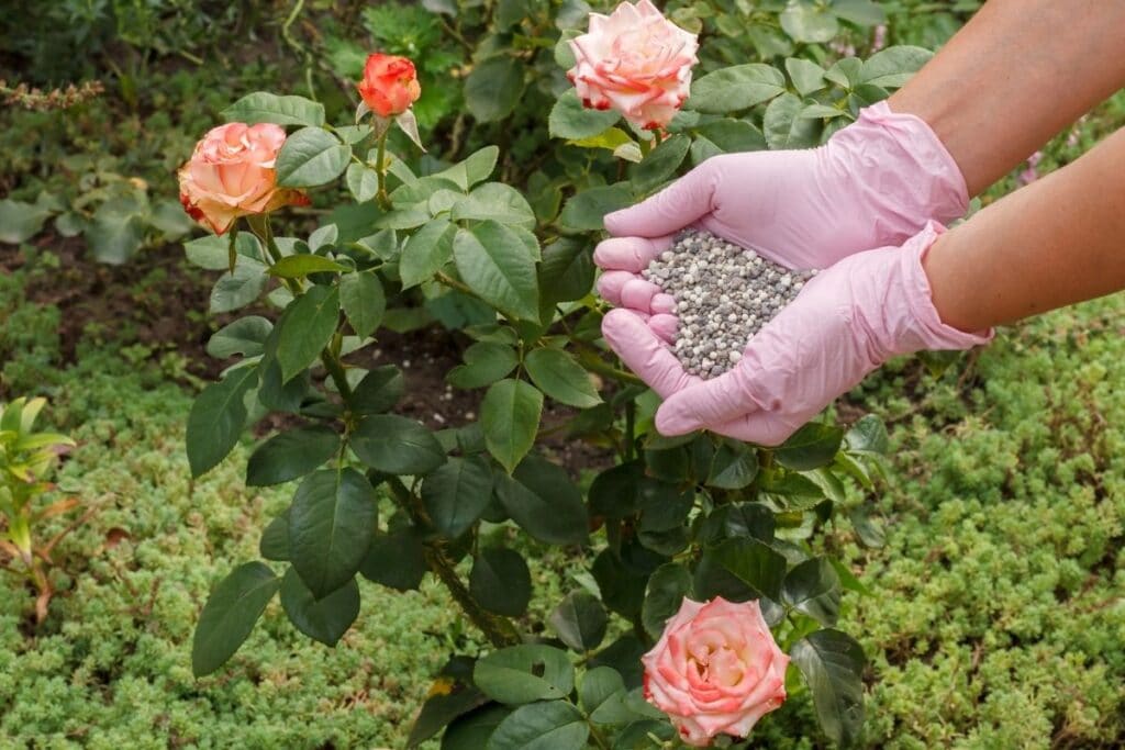 best rose fertilizer