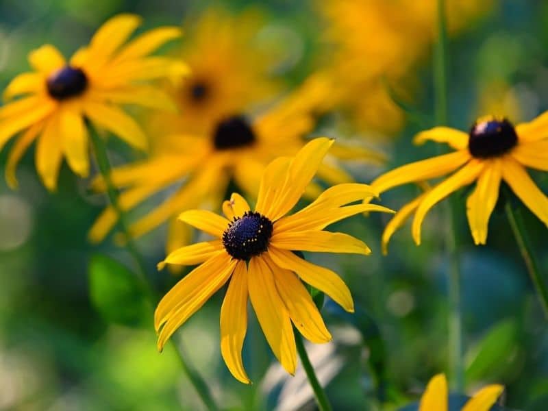 black eyed susan