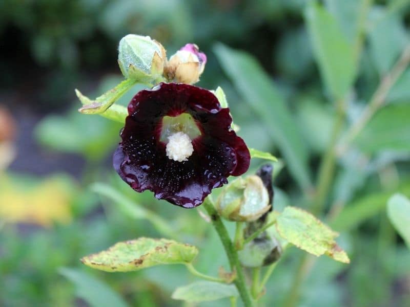 blacknight hollyhock