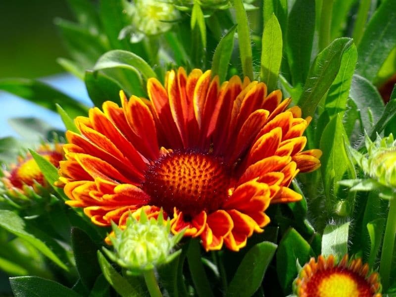 blanket flower