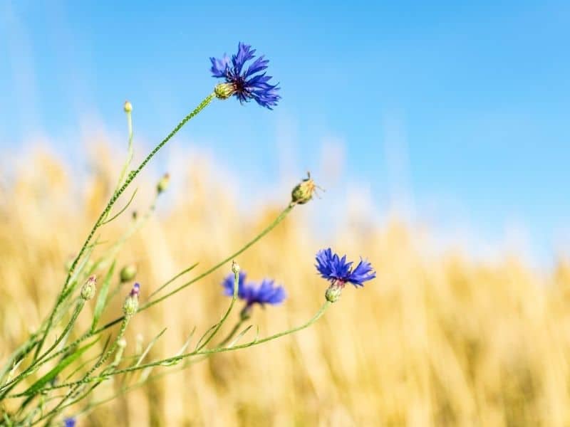 blue cornflower