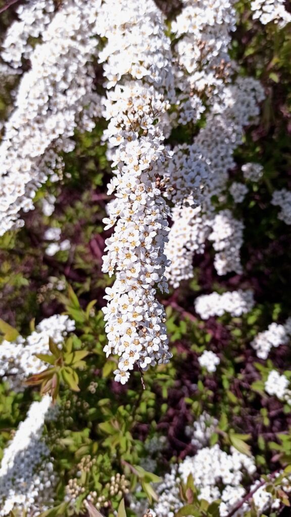 bridal wreath spirea