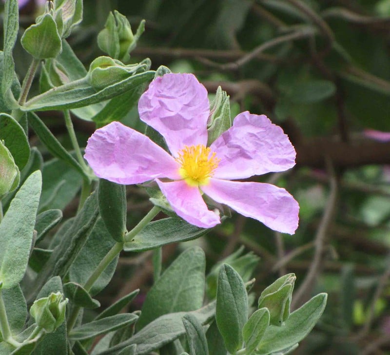 Cistus albidus