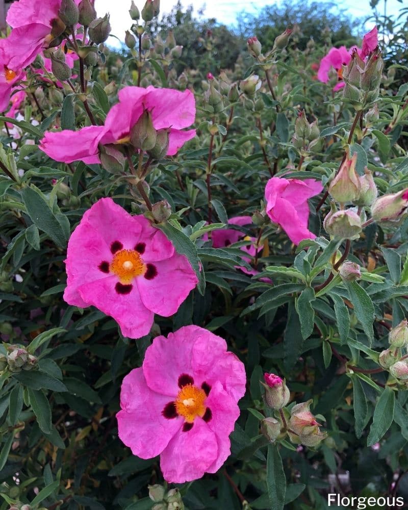 cistus purpureus