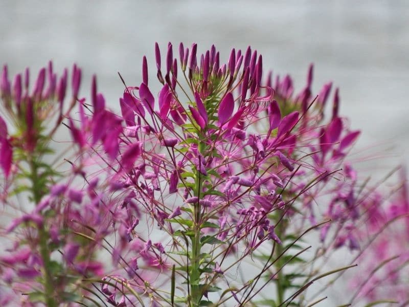 cleome flowers