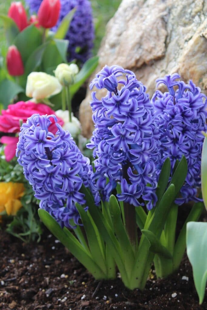 common hyacinth