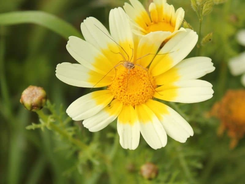 corn marigold