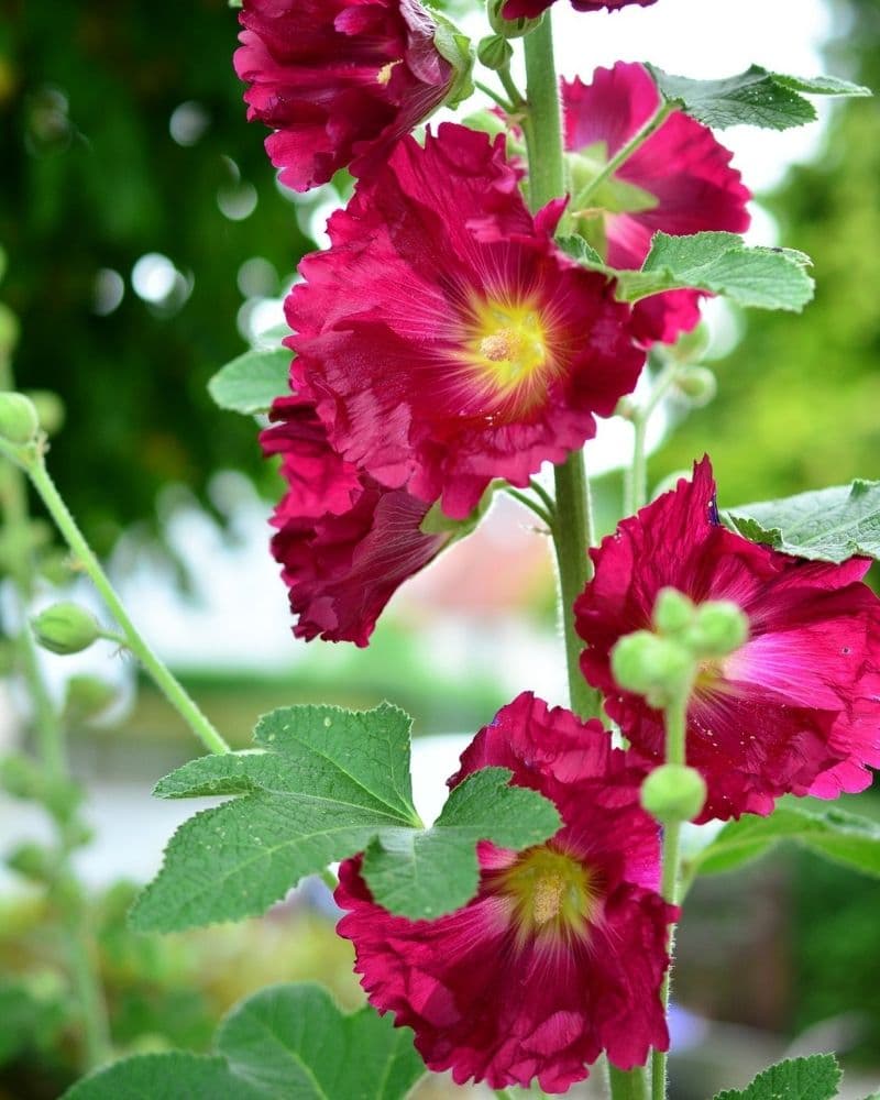 dark pink hollyhock