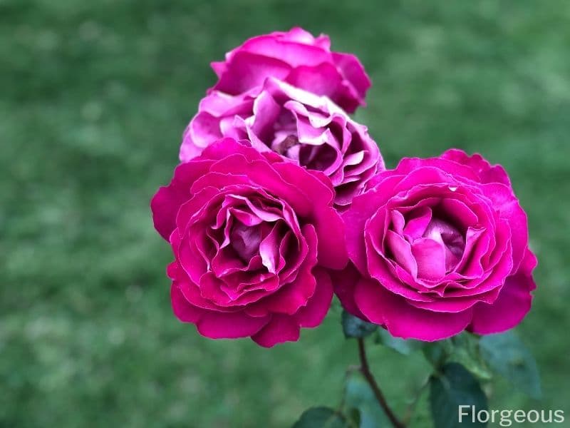 dark pink roses