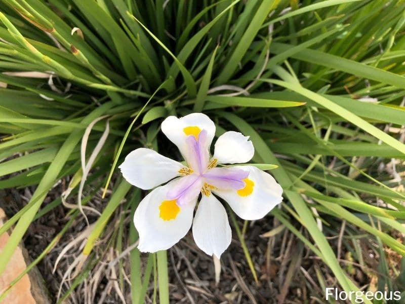 dietes iridioides