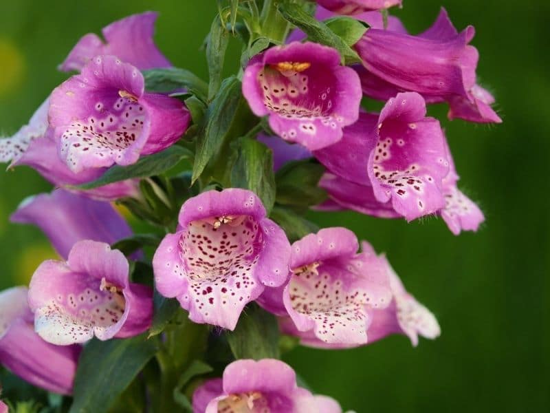 digitalis purpurea