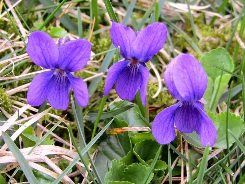 dog violet