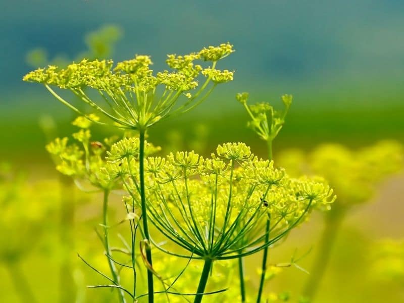 fennel flowers